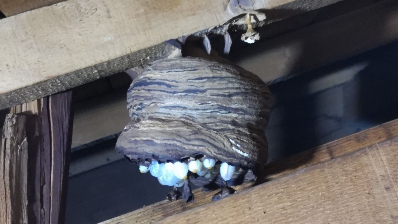 ハチの巢